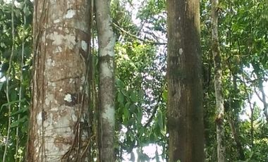 VENTA HACIENDA CON BOSQUE PRIMARIO DENSO ESMERALDAS - SAN LORENZO SECTOR LA CAROLINA  6.586HA $4'500.000 DÓLARES