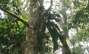 VENTA HACIENDA CON BOSQUE PRIMARIO DENSO ESMERALDAS - SAN LORENZO SECTOR LA CAROLINA  6.586HA $4'500.000 DÓLARES