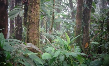 VENTA HACIENDA CON BOSQUE PRIMARIO DENSO ESMERALDAS - SAN LORENZO SECTOR LA CAROLINA  6.586HA $4'500.000 DÓLARES