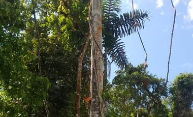 VENTA HACIENDA CON BOSQUE PRIMARIO DENSO ESMERALDAS - SAN LORENZO SECTOR LA CAROLINA  6.586HA $4'500.000 DÓLARES