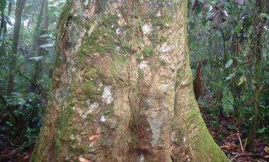 VENTA HACIENDA CON BOSQUE PRIMARIO DENSO ESMERALDAS - SAN LORENZO SECTOR LA CAROLINA  6.586HA $4'500.000 DÓLARES