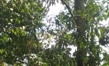 VENTA HACIENDA CON BOSQUE PRIMARIO DENSO ESMERALDAS - SAN LORENZO SECTOR LA CAROLINA  6.586HA $4'500.000 DÓLARES