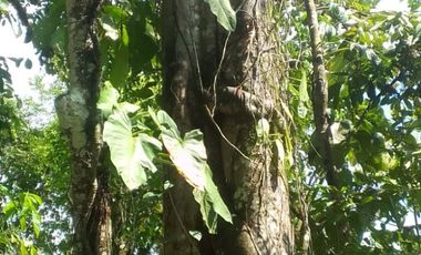 VENTA HACIENDA CON BOSQUE PRIMARIO DENSO ESMERALDAS - SAN LORENZO SECTOR LA CAROLINA  6.586HA $4'500.000 DÓLARES