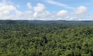 VENTA HACIENDA CON BOSQUE PRIMARIO DENSO ESMERALDAS - SAN LORENZO SECTOR LA CAROLINA  6.586HA $4'500.000 DÓLARES