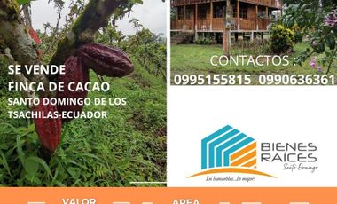 Finca 10 hectareas con cacao y casa en madera.