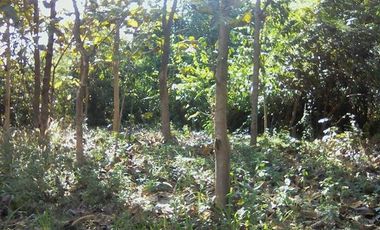 Land sale teak tree garden, 1 ngan, 450KB, Mae Wang District, Chiang Mai