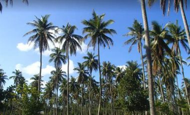 Coconut farm in Rizal Monreal Masbate Ticao Island