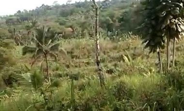 2,5 Ha Tanah Kebun Murah Bisa Untuk Peternakan Ayam, Cipatat, Bandung Barat