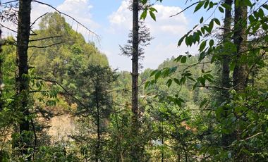 VENTA DE TERRENO EN CASAS BLANCAS, MINERAL DEL CHICO TOTALMENTE BOSQUE