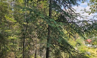 VENTA DE TERRENO EN CASAS BLANCAS, MINERAL DEL CHICO TOTALMENTE BOSQUE