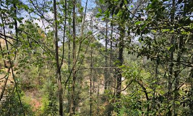 VENTA DE TERRENO EN CASAS BLANCAS, MINERAL DEL CHICO TOTALMENTE BOSQUE