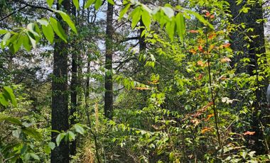 VENTA DE TERRENO EN CASAS BLANCAS, MINERAL DEL CHICO TOTALMENTE BOSQUE
