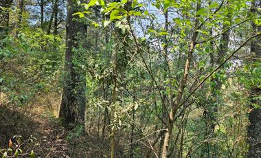 VENTA DE TERRENO EN CASAS BLANCAS, MINERAL DEL CHICO TOTALMENTE BOSQUE