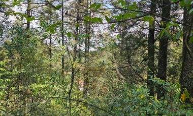 VENTA DE TERRENO EN CASAS BLANCAS, MINERAL DEL CHICO TOTALMENTE BOSQUE