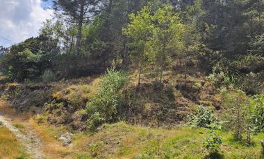 VENTA DE TERRENO EN CASAS BLANCAS, MINERAL DEL CHICO TOTALMENTE BOSQUE