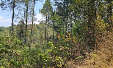 VENTA DE TERRENO EN CASAS BLANCAS, MINERAL DEL CHICO TOTALMENTE BOSQUE