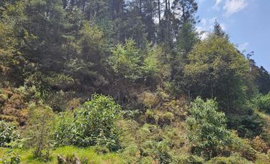 VENTA DE TERRENO EN CASAS BLANCAS, MINERAL DEL CHICO TOTALMENTE BOSQUE