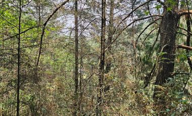 VENTA DE TERRENO EN CASAS BLANCAS, MINERAL DEL CHICO TOTALMENTE BOSQUE