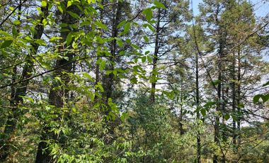 VENTA DE TERRENO EN CASAS BLANCAS, MINERAL DEL CHICO TOTALMENTE BOSQUE