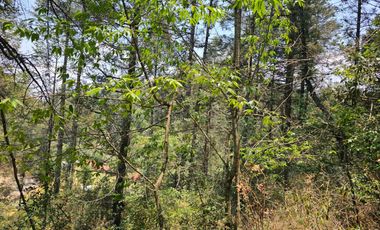 VENTA DE TERRENO EN CASAS BLANCAS, MINERAL DEL CHICO TOTALMENTE BOSQUE