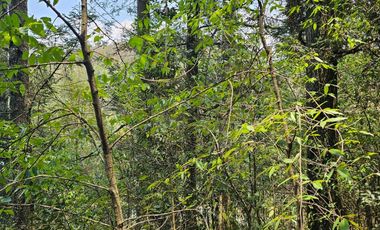 VENTA DE TERRENO EN CASAS BLANCAS, MINERAL DEL CHICO TOTALMENTE BOSQUE