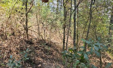 VENTA DE TERRENO EN CASAS BLANCAS, MINERAL DEL CHICO TOTALMENTE BOSQUE