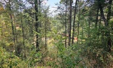 VENTA DE TERRENO EN CASAS BLANCAS, MINERAL DEL CHICO TOTALMENTE BOSQUE