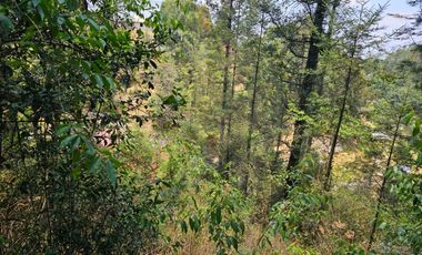 VENTA DE TERRENO EN CASAS BLANCAS, MINERAL DEL CHICO TOTALMENTE BOSQUE