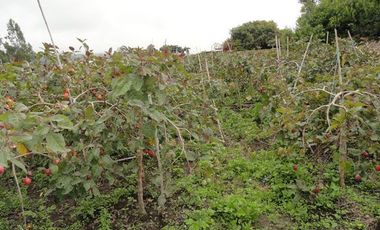 Terreno de venta en Atuntaqui sector San Ignacio, 3528 m2