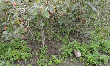 Terreno de venta en Atuntaqui sector San Ignacio, 3528 m2