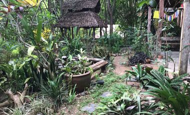 Jungle Hideaway Home For Sale