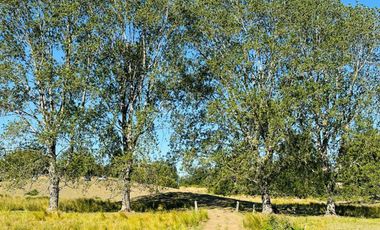 CAMPO LLANQUIHUE CON PRADERAS Y BOSQUE NATIVO