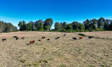 CAMPO LLANQUIHUE CON PRADERAS Y BOSQUE NATIVO