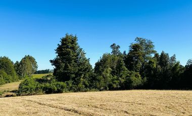 CAMPO LLANQUIHUE CON PRADERAS Y BOSQUE NATIVO