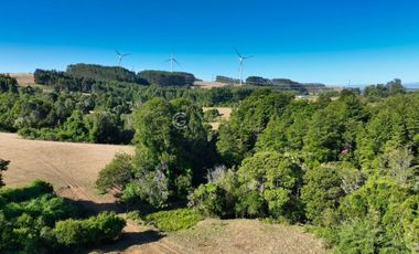 CAMPO LLANQUIHUE CON PRADERAS Y BOSQUE NATIVO