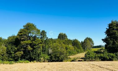 CAMPO LLANQUIHUE CON PRADERAS Y BOSQUE NATIVO