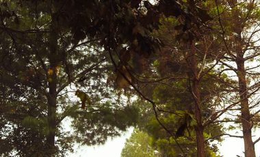 LOTE 605 PROYECTO AVELLANEDA. 300 M2 EN MEDIO DE LA NATURALEZA