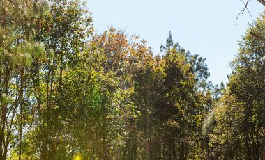 LOTE 605 PROYECTO AVELLANEDA. 300 M2 EN MEDIO DE LA NATURALEZA