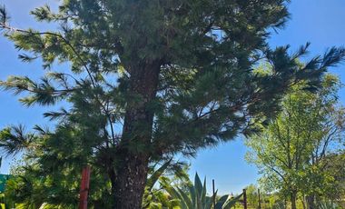 🌲 Venta de Terreno en Venta de Guadalupe, Omitlán – 4,534 m²