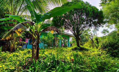 1 hectare fruit-bearing farm with a house near the national road for sale in Buenavista, Guimaras