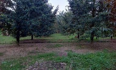 Land for sale with 3 buildings and 150 durian trees on a land area of 7 rai 204 sq wa, shady, not far from the market and community areas.