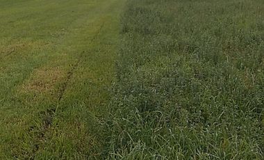 VENDO FINCA 36 HECTAREAS  CERCA DE LASSO