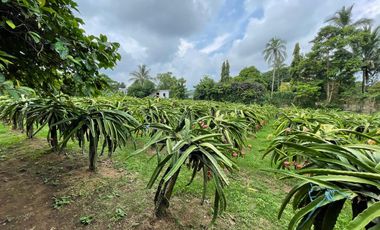 FOR SALE: 7,226 sqm Dragon fruit farm lot Alfonso near Tagaytay for only P28M!