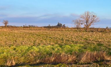En Venta Parcelas de Terreno de 5000 M2 en Séptima Región