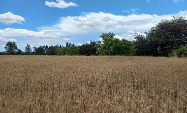 Vendo Campo en Huerta de Maule – San Javier V 1461-540-LR-12.22