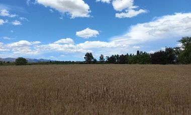 Vendo Campo en Huerta de Maule – San Javier V 1461-540-LR-12.22