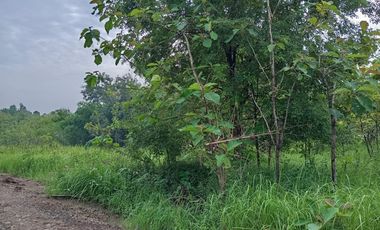 Dijual Kavling Perkebunan Desa Karayunan Majalengka Jawa Barat Luas Murah Lokasi Strategis
