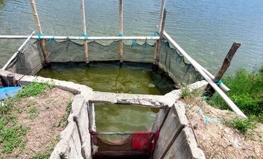 Venta de camaronera en Machala 23.5 has via a Balosa