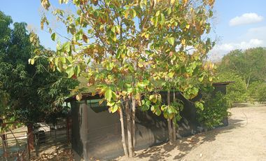 VENDEMOS HERMOSA FINCA CON ARBOLES FRUTALES Y LAGO.