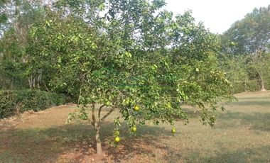 VENDEMOS HERMOSA FINCA CON ARBOLES FRUTALES Y LAGO.